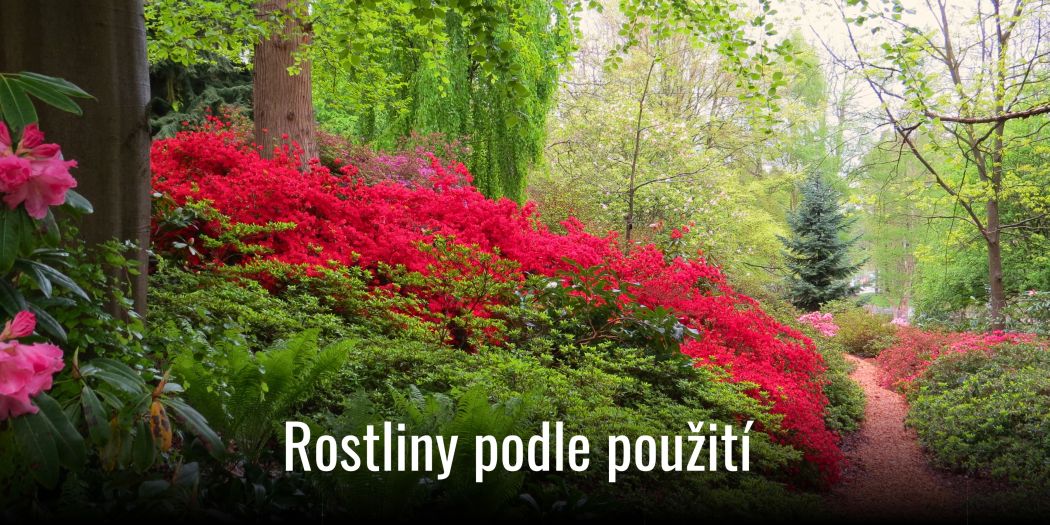kategorie_Rostliny podle pouziti 01OBm canva